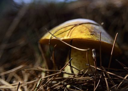 "فطر سحري" يعالج "مرض العصر الحديث"