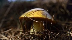 "فطر سحري" يعالج "مرض العصر الحديث"