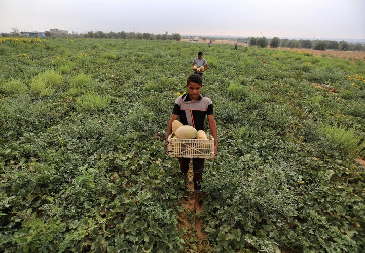 مزارعون فلسطينيون يجمعون الشمام من حقولهم خلال موسم الحصاد في منطقة حدودية بشرق رفح جنوب قطاع غزة