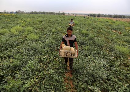 مزارعون فلسطينيون يجمعون الشمام من حقولهم خلال موسم الحصاد في منطقة حدودية بشرق رفح جنوب قطاع غزة