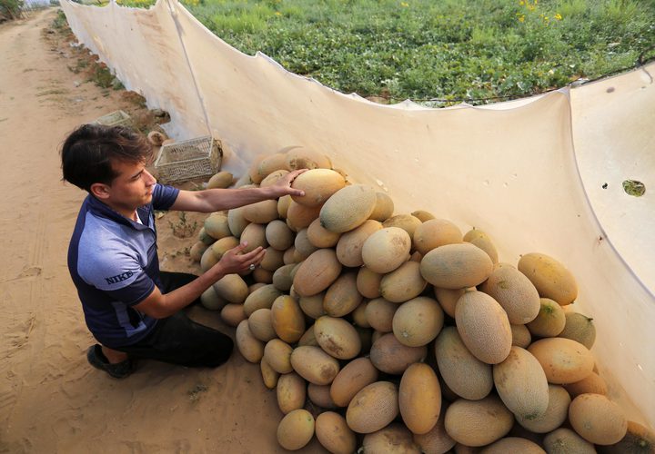 مزارعون فلسطينيون يجمعون الشمام من حقولهم خلال موسم الحصاد في منطقة حدودية بشرق رفح جنوب قطاع غزة