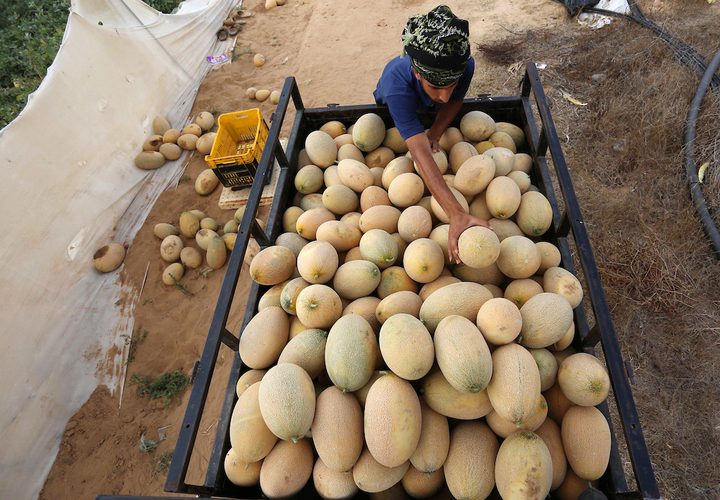 مزارعون فلسطينيون يجمعون الشمام من حقولهم خلال موسم الحصاد في منطقة حدودية بشرق رفح جنوب قطاع غزة
