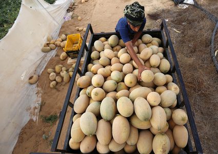 مزارعون فلسطينيون يجمعون الشمام من حقولهم خلال موسم الحصاد في منطقة حدودية بشرق رفح جنوب قطاع غزة