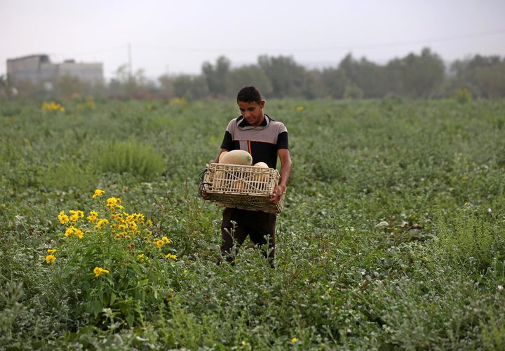 مزارعون فلسطينيون يجمعون الشمام من حقولهم خلال موسم الحصاد في منطقة حدودية بشرق رفح جنوب قطاع غزة