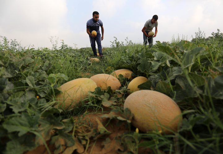مزارعون فلسطينيون يجمعون الشمام من حقولهم خلال موسم الحصاد في منطقة حدودية بشرق رفح جنوب قطاع غزة