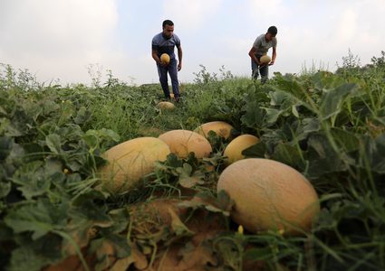 مزارعون فلسطينيون يجمعون الشمام من حقولهم خلال موسم الحصاد في منطقة حدودية بشرق رفح جنوب قطاع غزة