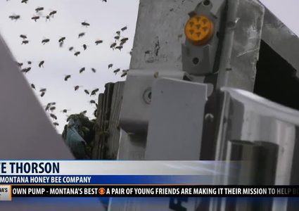 انقلاب شاحنة تحمل 130 مليون نحلة