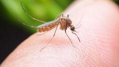 علماء : بحلول 2080 أغلب سكان العالم يتعرضون لحمى الضنك