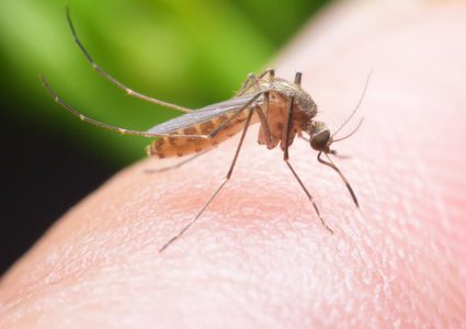 علماء : بحلول 2080 أغلب سكان العالم يتعرضون لحمى الضنك