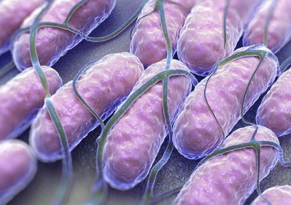 ما هو تأثير بكتيريا السالمونيلا على الجسم ؟