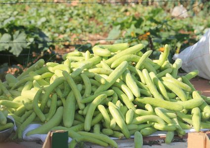 افتتاح مهرجان "الفقوس السابع" في دير بلوط