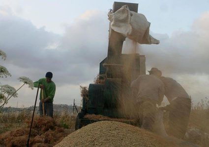 نيران الصيف "تعدم" القمح في أرضه و"الفاعل مجهول"