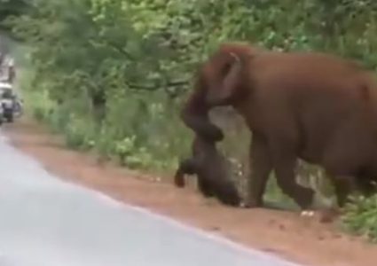 أثنى فيل ثكلى ترفض ترك ابنها الميت.. وتحمله إلى الغابة