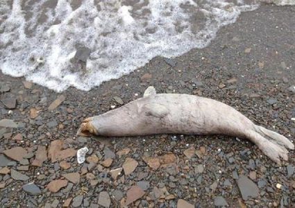 البحر قذف إلى شاطئ ألاسكا 60 فقمة نافقة صلعاء تماما