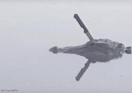 تكساس.. تمساح يسبح بحرية رغم اصابته بسكين في رأسه!