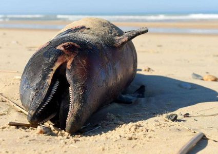 نفوق مئات الدلافين في أميركا يحيّر الخبراء