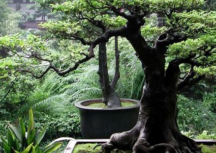 تستخدم لصناعة العطور.. تعرف على الشجرة الأغلى في العالم