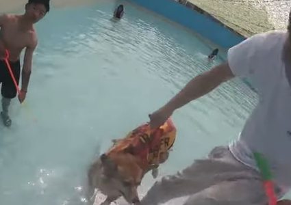 الكلاب السمينة تحظى بتدريب رياضي في شنغهاي