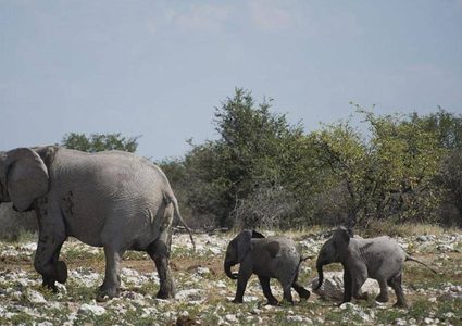 دولة تواجه مشكلتها الأكبر ببيع 1000 حيوان بري