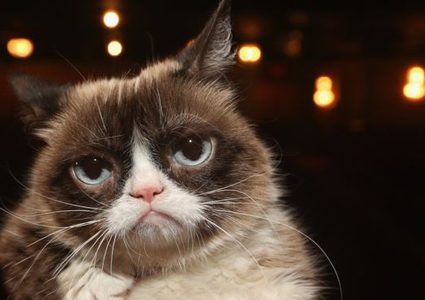 فوبيا القطط و كيفية التخلص منها