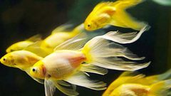 معلومات هامة حول سمك الزينة