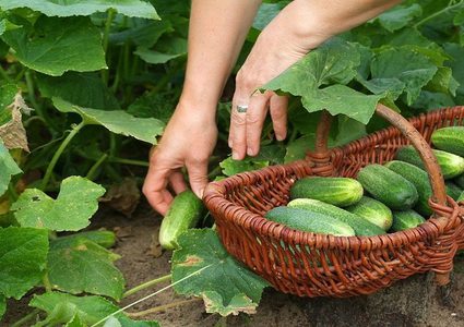 ما هي فوائد الخيار؟