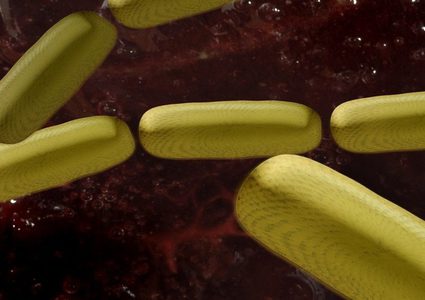 بكتيريا الألبان فعالة في تعزيز المناعة