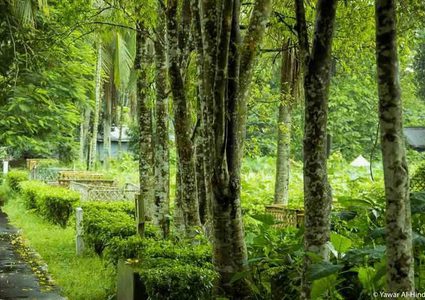 تعرف على أغلى شجرة بالعالم ..كم يبلغ سعر الكيلو منها ؟؟