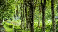 تعرف على أغلى شجرة بالعالم ..كم يبلغ سعر الكيلو منها ؟؟