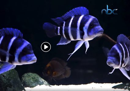 سمك السيكلد يكتئب عند الانفصال عن الشريك