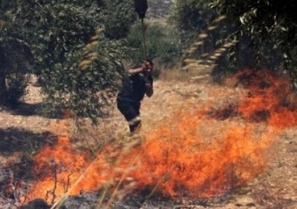 مستوطنون يحرقون أشجار زيتون وتين وعنب في قريتي بيتين وبرقة
