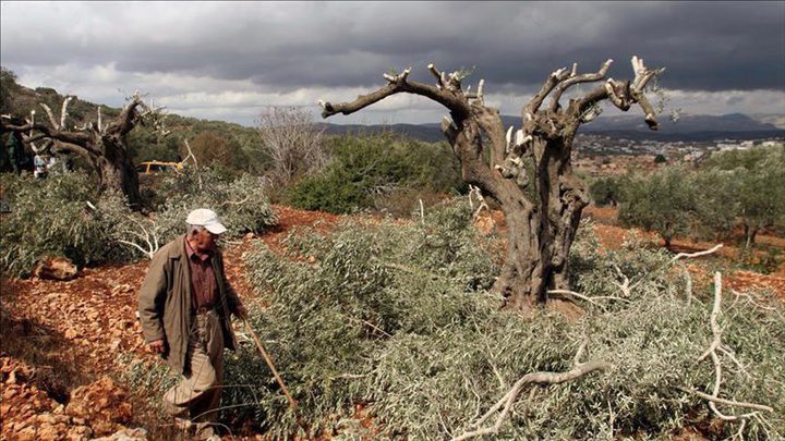 الاحتلال يقطع عشرات الاشجار في العيسوية