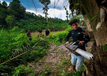 أغلى شجرة بالعالم.. الكيلوغرام بـ100 ألف دولار