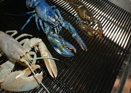 استاكوزا زرقاء نادرة تثير الحيرة