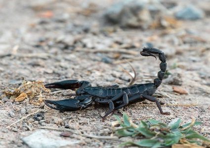 اكتشاف مصل في سم العقارب "ينقذ" حياة الملايين!