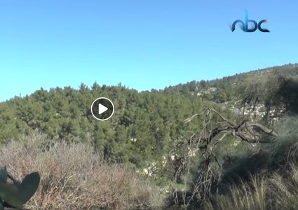 طبيعة فلسطين المميزة في قرية دير أبان المهجرة