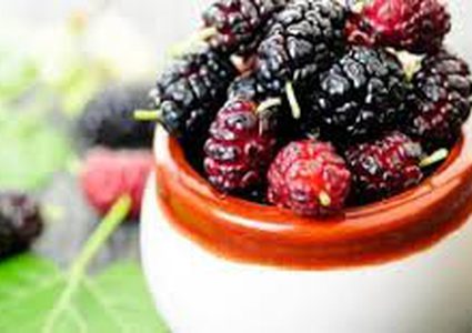 فوائد صحية "مذهلة" لأوراق شجرة التوت.. فما هي؟