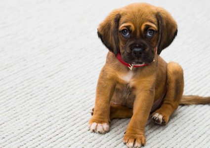 علماء يكشفون سر "العيون الحزينة" لدى الجراء