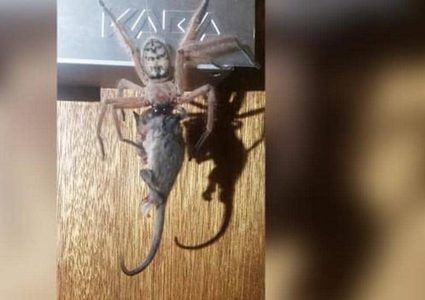 صورة ترصد حدثا نادرا.. عنكبوت يصطاد فأرا ويلتهمه