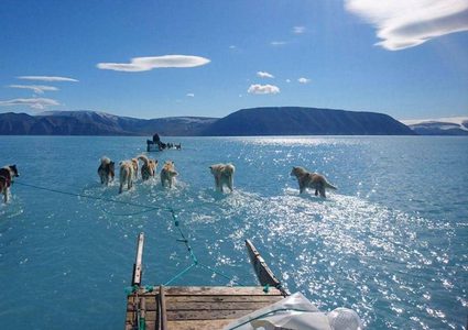 كلاب تمشي على الماء.. صورة نادرة تنذر بمستقبل "مرعب"