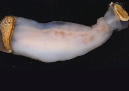 اكتشاف حيوان مائي يأكل الصخور ويطرح الرمل