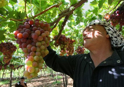موسم العنب يقضّ مضاجع المزارعين ومخاوف من تراجعه وكساده