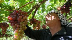 موسم العنب يقضّ مضاجع المزارعين ومخاوف من تراجعه وكساده