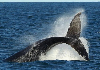 تسجيل غناء لحوت نادر في المحيط الهادي