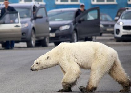 دبة قطبية تتجول داخل مدينة روسية بعد أن ضلت طريقها
