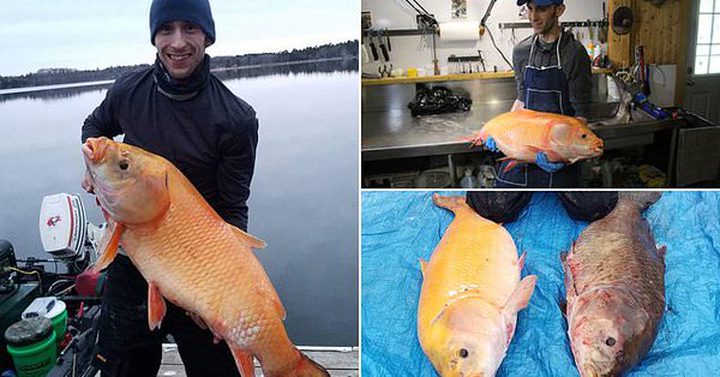 العثور على "سمكة ذهبية" عملاقة عمرها "100 عام"!