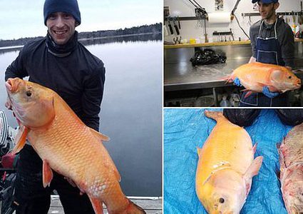 العثور على "سمكة ذهبية" عملاقة عمرها "100 عام"!