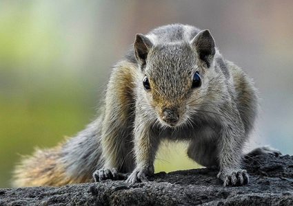 سنجاب يصبح عدوانيا بعد إدمانه المخدرات