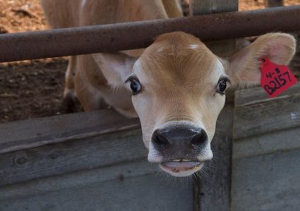 رجل يخلص عجلا من براثن أسد مفترس!