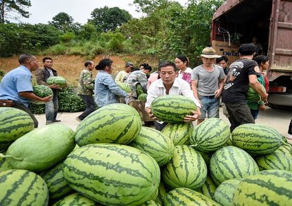 شاب أفغاني يأكل 8 بطيخات خلال 30 دقيقة